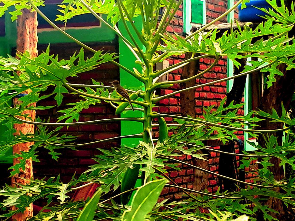 Hospedaje Bananas Altagracia Exterior foto